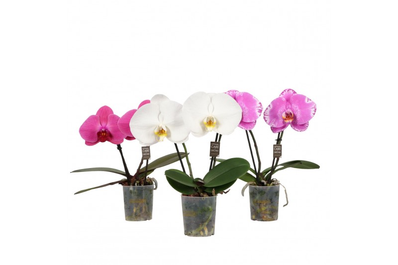 Phalaenopsis mix 2 tak,2 tak/plnt,2 bl.,2 tak/plnt,2 bl. 