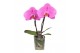 Phalaenopsis roze 2 tak,2 tak/plnt,2 bl.,2 tak/plnt,2 bl. 