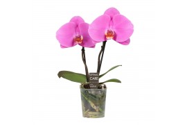 Phalaenopsis roze 2 tak,2 tak/plnt,2 bl.,2 tak/plnt,2 bl.