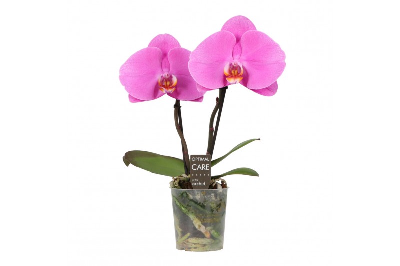 Phalaenopsis roze 2 tak,2 tak/plnt,2 bl.,2 tak/plnt,2 bl. 