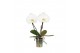 Phalaenopsis anthura madrid 2 tak,2 tak/plnt,2 bl.,2 tak/plnt,2 bl. 