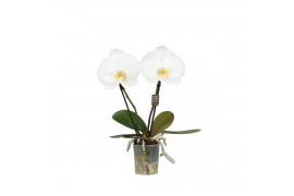 Phalaenopsis anthura madrid 2 tak,2 tak/plnt,2 bl.,2 tak/plnt,2 bl.