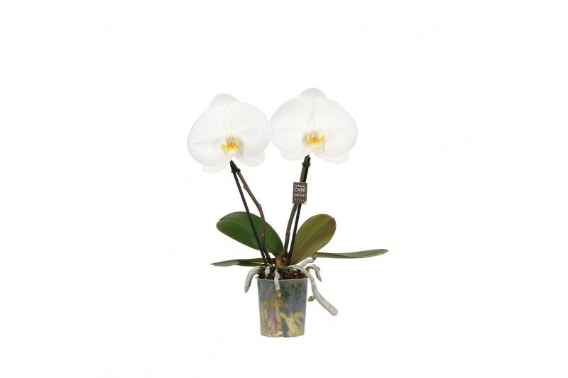 Phalaenopsis anthura madrid 2 tak,2 tak/plnt,2 bl.,2 tak/plnt,2 bl. 