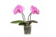 Phalaenopsis roze BO One P9 Pink Harlekijn 2 Spike,2 tak/plnt,2 bl.,2  