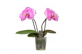 Phalaenopsis roze BO One P9 Pink Harlekijn 2 Spike,2 tak/plnt,2 bl.,2 