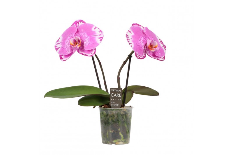 Phalaenopsis roze BO One P9 Pink Harlekijn 2 Spike,2 tak/plnt,2 bl.,2  