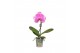 Phalaenopsis One P9 MRoze Harlekijn 1 spike 1 bl. 1 tak/plnt 350 gram 