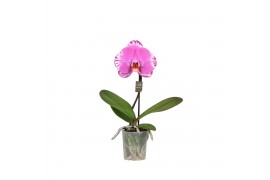 Phalaenopsis One P9 MRoze Harlekijn 1 spike 1 bl. 1 tak/plnt 350 gram