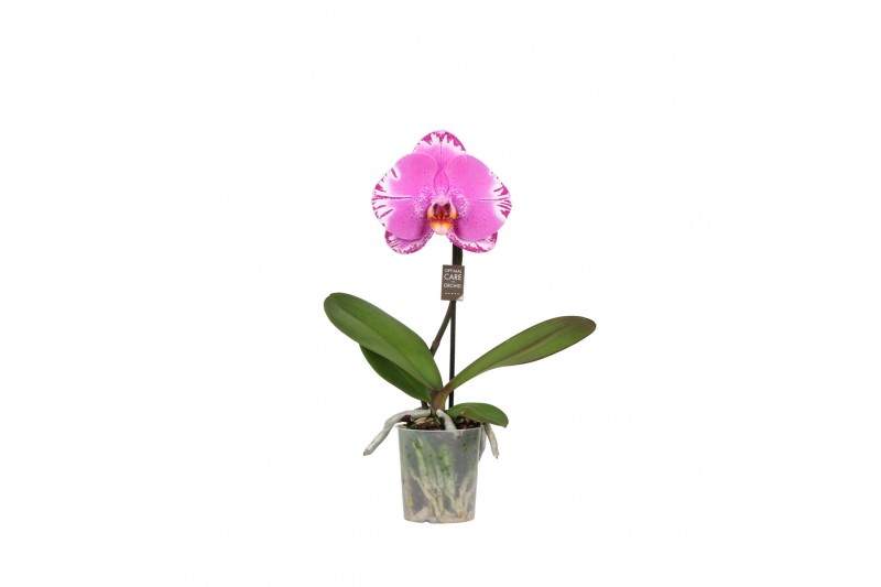 Phalaenopsis One P9 MRoze Harlekijn 1 spike 1 bl. 1 tak/plnt 350 gram 