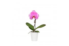 Phalaenopsis One P9 Pink Harlekijn 1 spike in Donna 1 bl. 1 tak/plnt