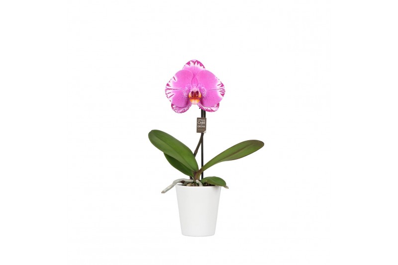 Phalaenopsis One P9 Pink Harlekijn 1 spike in Donna 1 bl. 1 tak/plnt Phalaenopsis One P9 Pink Harlekijn 1 spike in Donna 1 bl. 1 tak/plnt
