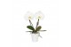 Phalaenopsis wit One P9 White 2 Spike in Donna 2 bl. 2 tak/plnt 