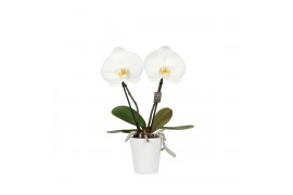 Phalaenopsis wit One P9 White 2 Spike in Donna 2 bl. 2 tak/plnt