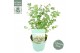 Eucalyptus pulverulenta baby blue 