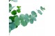 Eucalyptus pulverulenta baby blue 