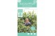 Eucalyptus pulverulenta baby blue 