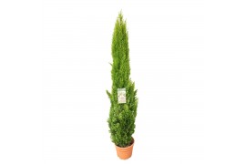 Cupressus sempervirens totem Green Elements Beauty of Tuscany©