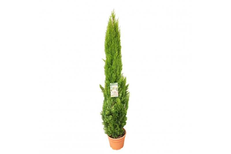 Cupressus sempervirens totem Green Elements Beauty of Tuscany© 