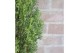 Cupressus sempervirens totem Green Elements Beauty of Tuscany© 