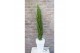 Cupressus sempervirens totem Green Elements Beauty of Tuscany© 