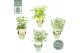 Eucalyptus pulverulenta family mixlaag 