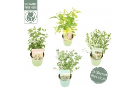 Eucalyptus pulverulenta family mixlaag