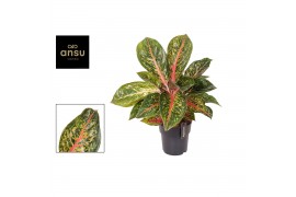 Aglaonema lychee red