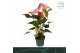 Anthurium andr. colorado 5 bloem 