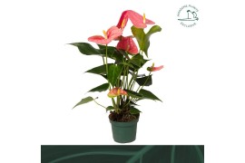 Anthurium andr. colorado 5 bloem