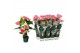 Anthurium andr. colorado 5 bloem 