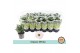 Chrysanthemum ind. alpine time Classic white 