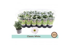 Chrysanthemum ind. alpine time Classic white