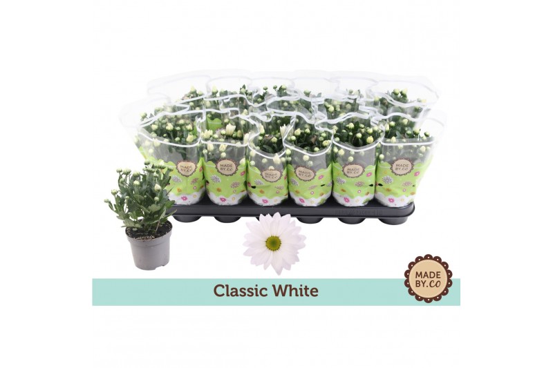 Chrysanthemum ind. alpine time Classic white 