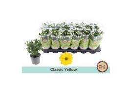 Chrysanthemum ind. tapas time Classic yellow