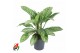 Aglaonema Stripe 