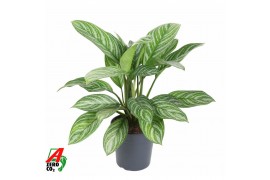 Aglaonema Stripe