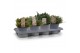 Thymus mix 14cm 