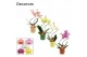 Phalaenopsis mix Phalaenopsis hurricane mix in Naemi (Natural bubble-c 