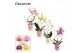 Phalaenopsis mix Phalaenopsis hurricane mix in Dua Lipa (Party Love-co 