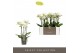 Phalaenopsis multiflora wit Optimost - Zeus - 3 tak 