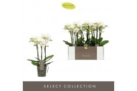 Phalaenopsis multiflora wit Optimost - Zeus - 3 tak