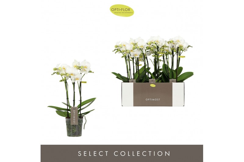 Phalaenopsis multiflora wit Optimost - Zeus - 3 tak 