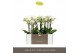 Phalaenopsis multiflora wit Optimost - Zeus - 3 tak 