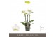 Phalaenopsis multiflora wit Optimost - Zeus - 3 tak 