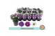 Aster novi-belgii grp starletta mix Asterly Carnaval 12cm 3 pp 