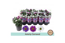 Aster novi-belgii grp starletta mix Asterly Carnaval 12cm 3 pp
