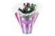 Aster novi-belgii grp starletta mix Asterly Carnaval 12cm 3 pp 