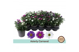 Aster novi-belgii grp starletta mix Asterly Carnaval 12cm - zonder hoe