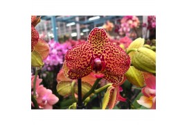 Phalaenopsis multiflora Phalaenopsis multiflora 1 tak Yellow leopard (