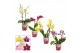 Phalaenopsis multiflora mix 2 tak Scenza 